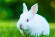Dream about  rabbit ,Dreaming about  white rabbits