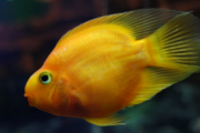 Dreaming about  goldfish，What does it mean to dream about goldfish