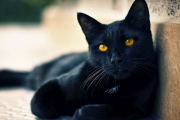 What do you mean by a black cat with yellow eye