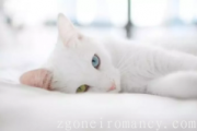 Dream about white cats