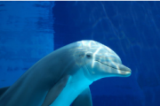 What does it mean to dream about dolphins|dream about seals