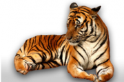 Dreaming about a tiger |The tiger in the dream