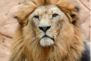 Dreaming about  a lion |What does it mean to dream about a lion?